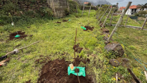 Semear para poder colher