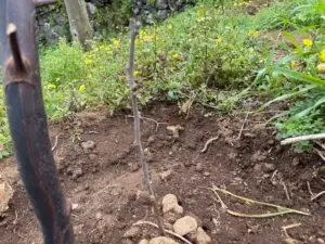 Os primeiros rebentos