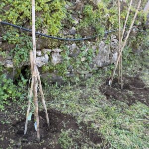 Passo a passo, rumo ao pomar