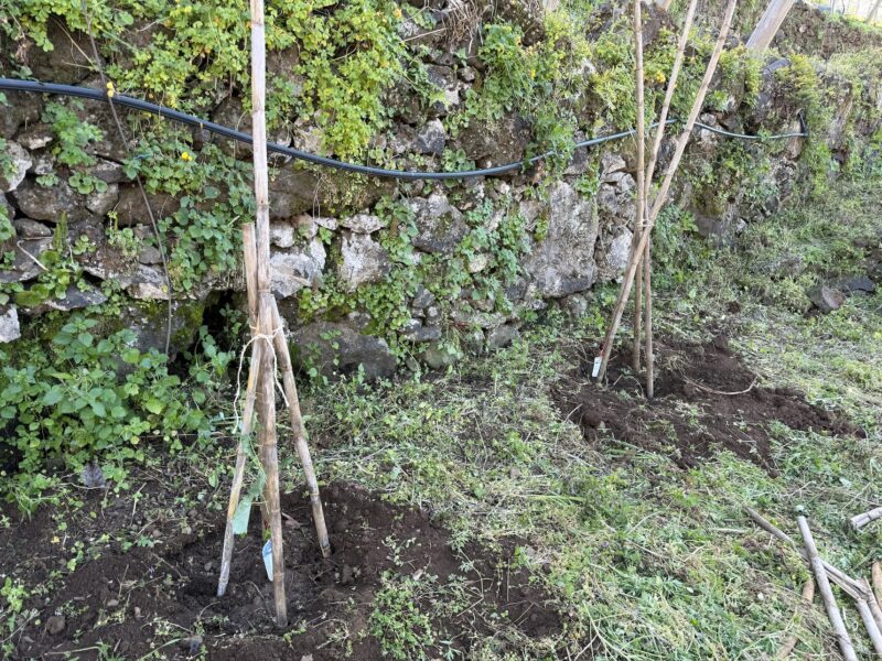 Passo a passo, rumo ao pomar